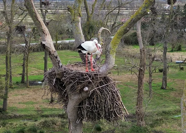 Samsun’da Kızılırmak Deltası’na baharın müjdecisi leylekler gelmeye başladı
