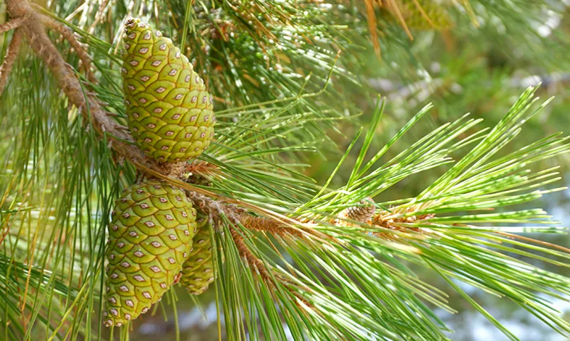 Çam Ağaçlarının Anası Kozalak!