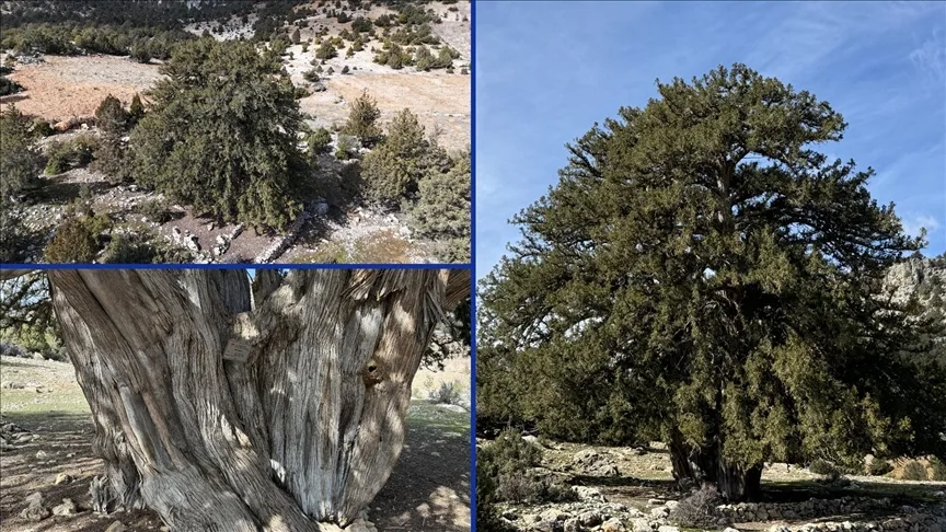 Karaman’da 1931 yaşındaki anıt ağaç asırlara meydan okuyor