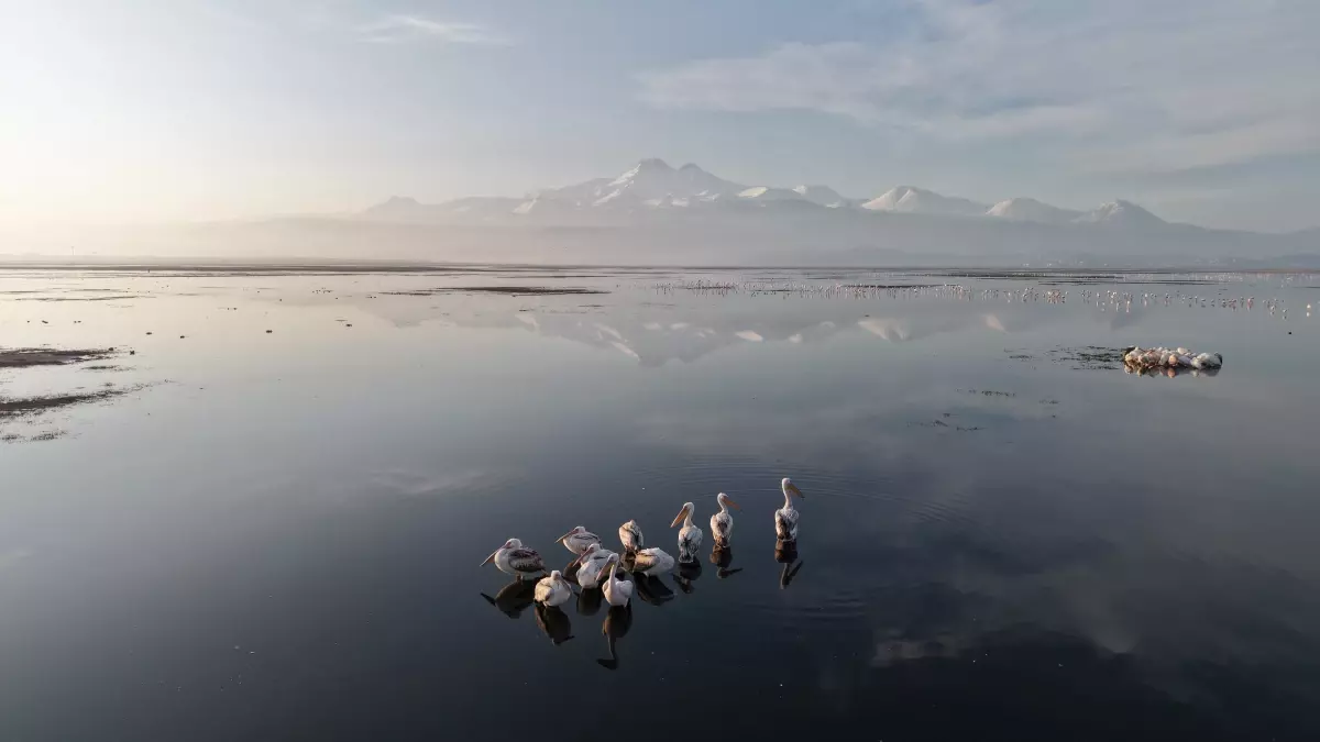 Kayseri’nin ilk pelikanları geldi