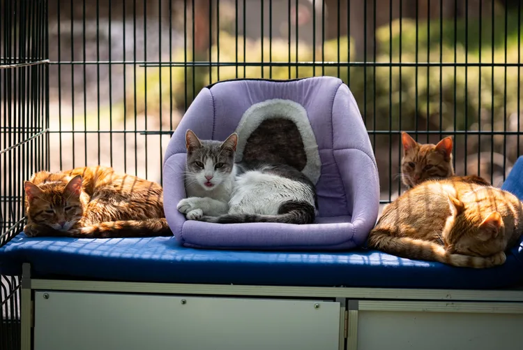 TBMM, yerleşkesindeki kedilere sahip çıktı