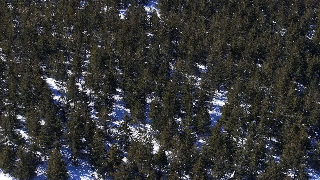 Erciyes’te 15 yılda yaklaşık 7 milyon fidan toprakla buluşturuldu