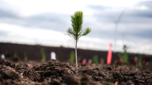 Türkiye’de bu yıl 600 milyon fidan toprakla buluşturulacak