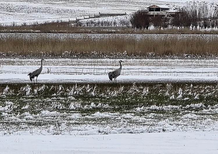 Hafik Gölü kenarında turna ve yaban kazlarının karda yiyecek arayışı görüntülendi