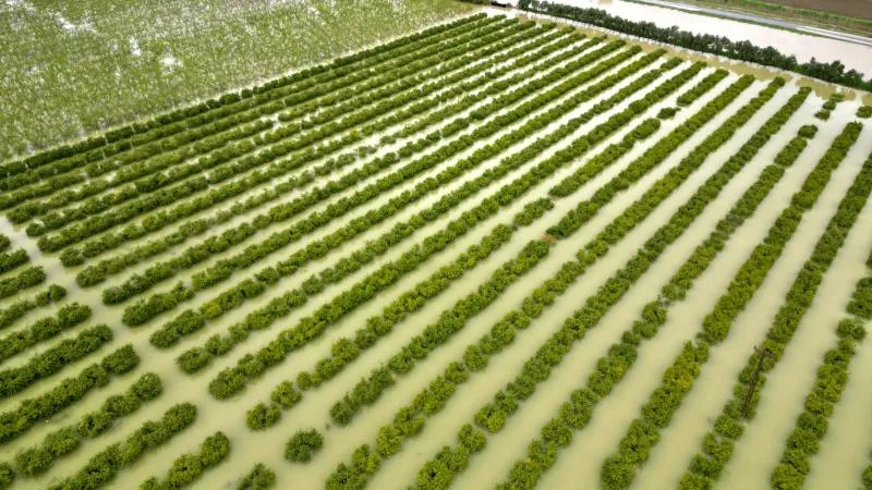 Mersin’de sağanak: Tarım arazileri su altında kaldı