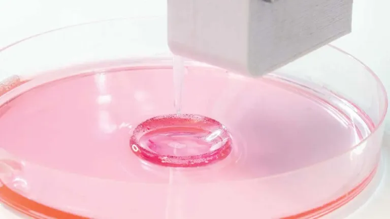 3B baskılı organlar