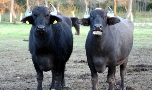 30 Yıllık Rüya Gerçek Oldu