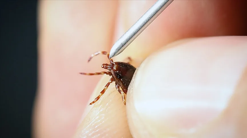 “Yoğun yağışla geçen kış mevsimi kene popülasyonunu artırabilir” uyarısı