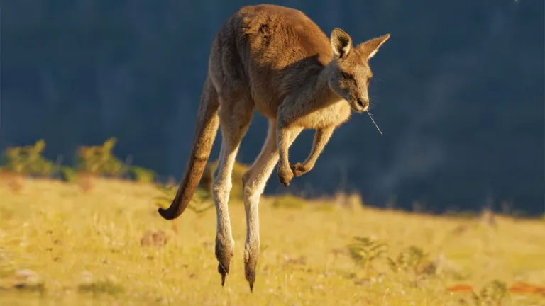 Kangurular nasıl zıplar?