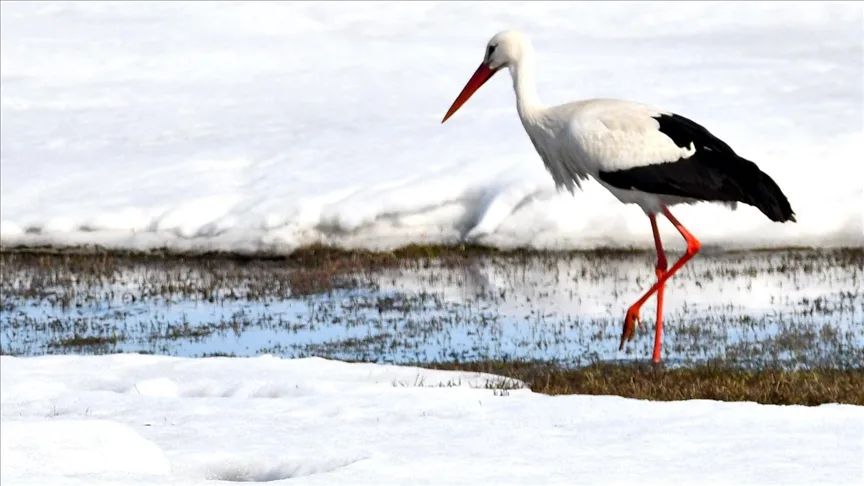 Baharın müjdecisi leylekler Kars’a geldi
