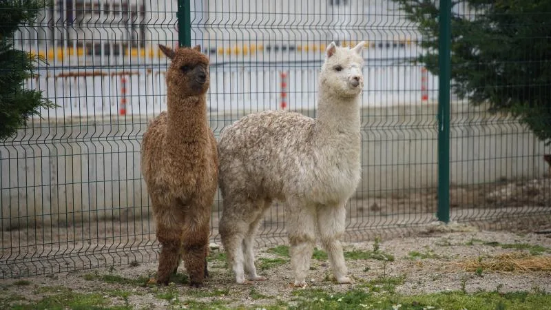 İpsala Sınır Kapısı’nda aralarında alpakaların da olduğu cins hayvanlar ele geçirildi