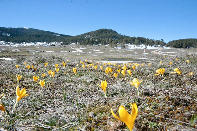 Bolu’da baharın müjdecisi çiğdemler çiçek açtı