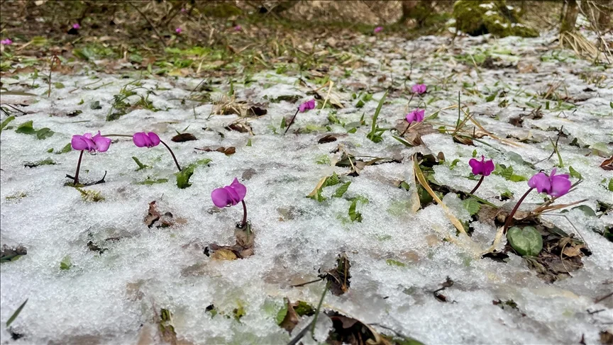 Bolu’da kış ve ilkbahar bir arada yaşanıyor