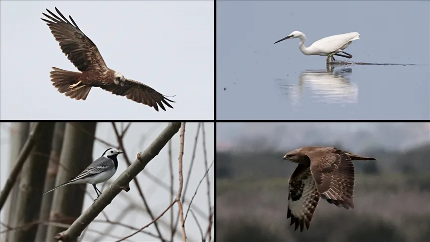 Kızılırmak Deltası Kuş Cenneti baharın gelişiyle hareketlenmeye başladı