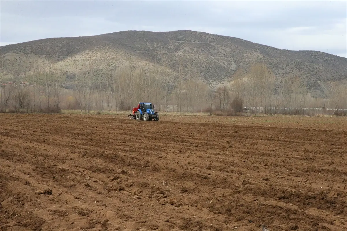 Tokat Sarımsağında Verim Artışı Hedefi