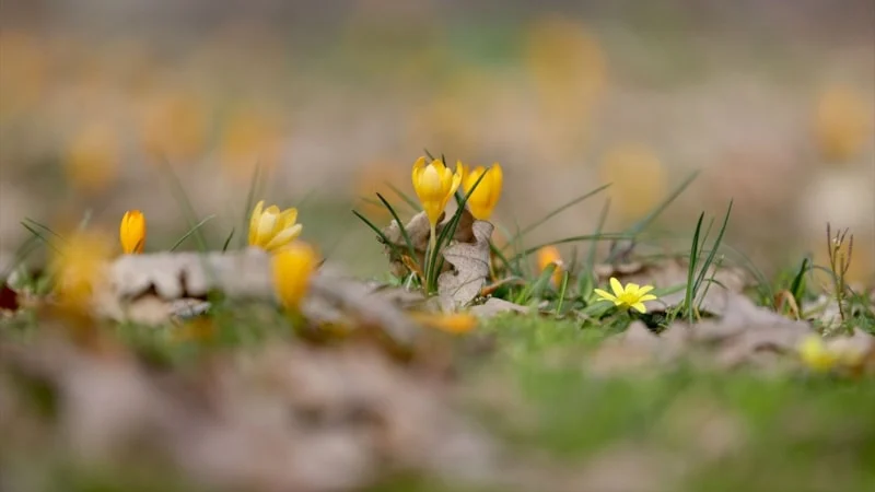 Istranca Ormanları baharın renklerine büründü