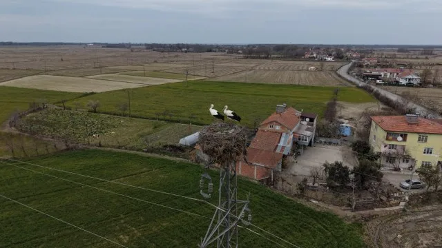 Baharın Kanatlı Misafirleri Geldi: Dev Direkler Yuva Oldu