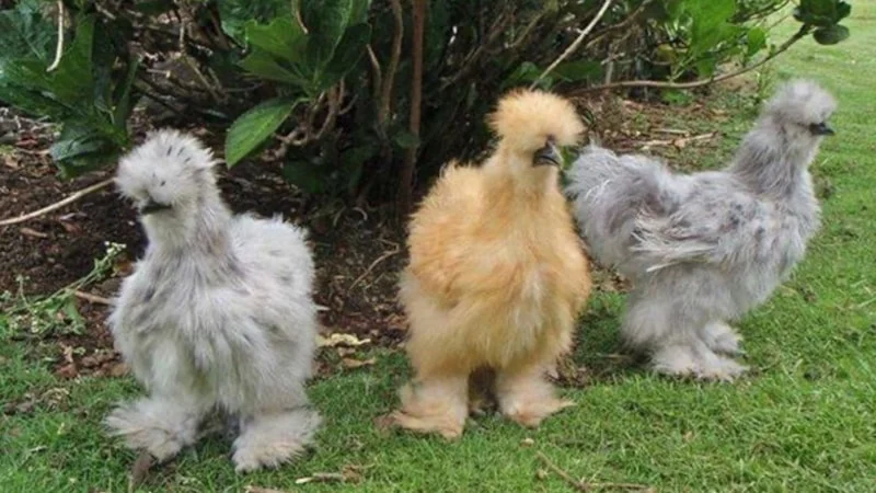 Bahçesi olanlar dikkat: Mart ayında bunu yapan yaz boyu kene görmüyor