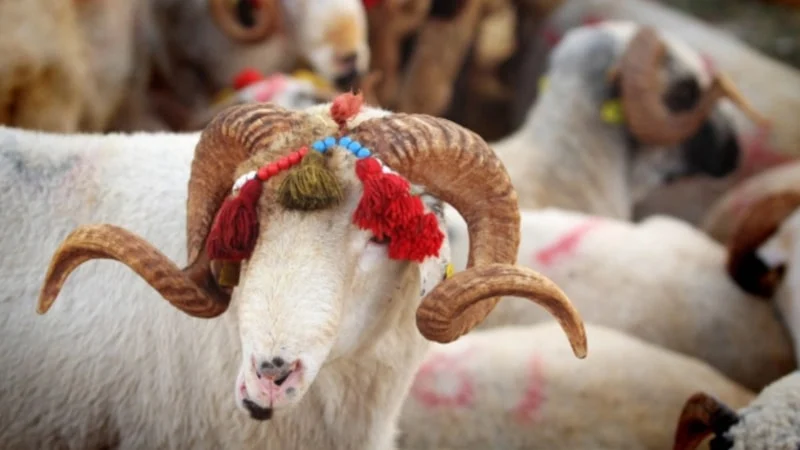  Kurban Bayramı Yaklaşıyor