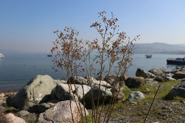 Sapanca Gölü çevresindeki etnobotanik hafıza 112 bitkiyle kayıt altına alındı