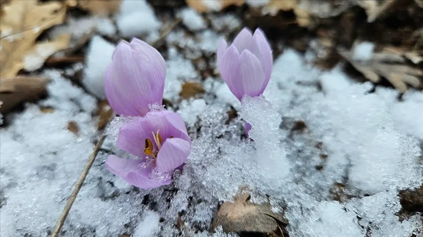 Çankırı’da baharın müjdecisi kar çiçekleri açtı