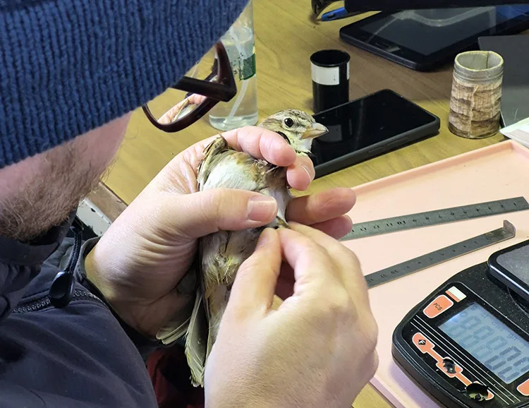 Aras Kuş Cenneti’nde halkalanan kuş türü sayısı 207’ye yükseldi