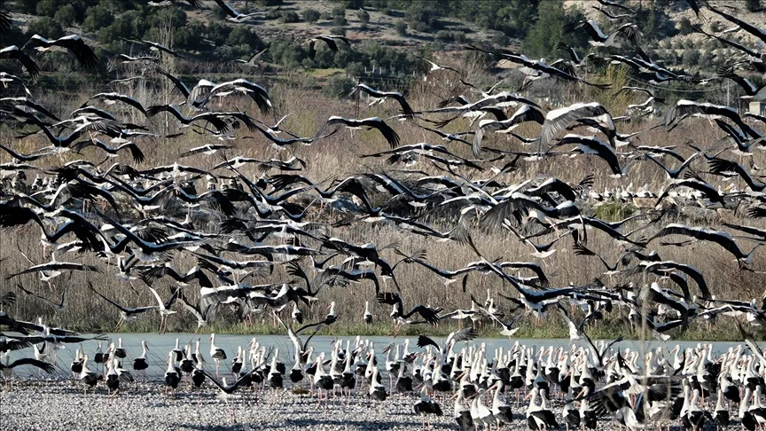 Baharın yüzünü gösterdiği Mersin, leylek ve pelikan sürülerini ağırlıyor