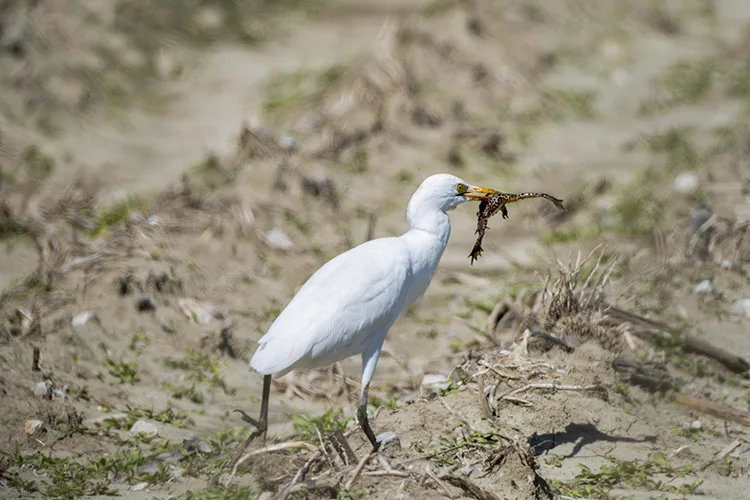 Adana’da sığır balıkçılı beslenirken görüntülendi