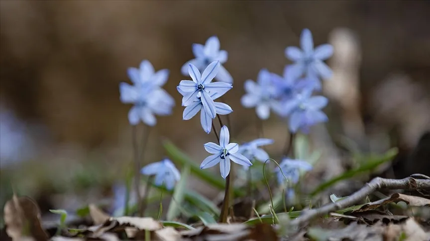 Tunceli’de karların erimesiyle İksor Vadisi’nde mavi kardelenler açtı