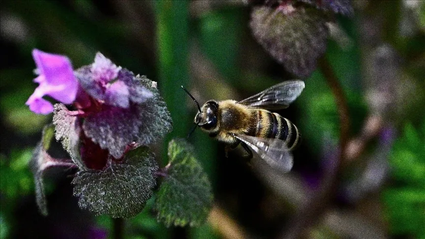 Arıların küresel ısınmadan çok elektromanyetik alanlardan etkilendiği belirlendi