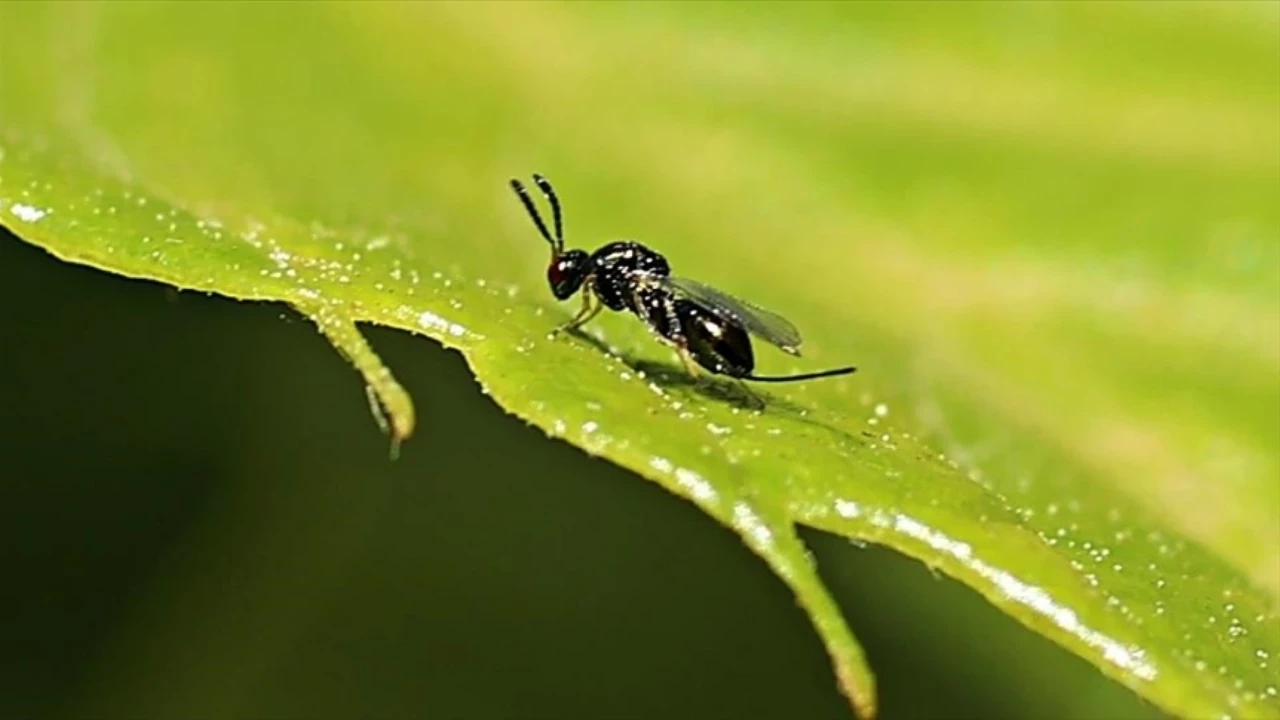 Sinop’ta 10 bin böceğe ‘kamu’ görevi
