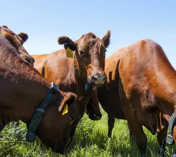 İnekleri artık yapay zeka kontrol ediyor: Çobanlar tarihe karışıyor