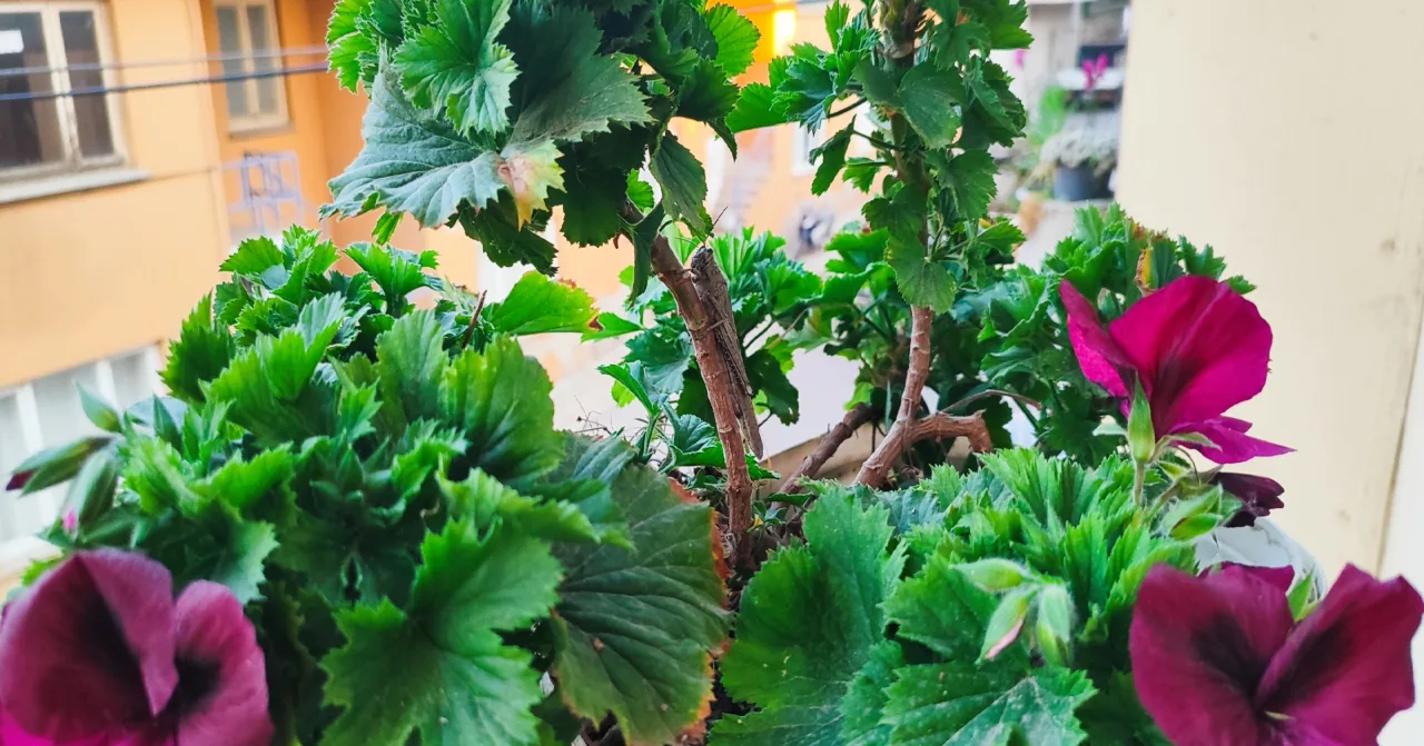 Sardunya İle Çekirgenin Dostluğu