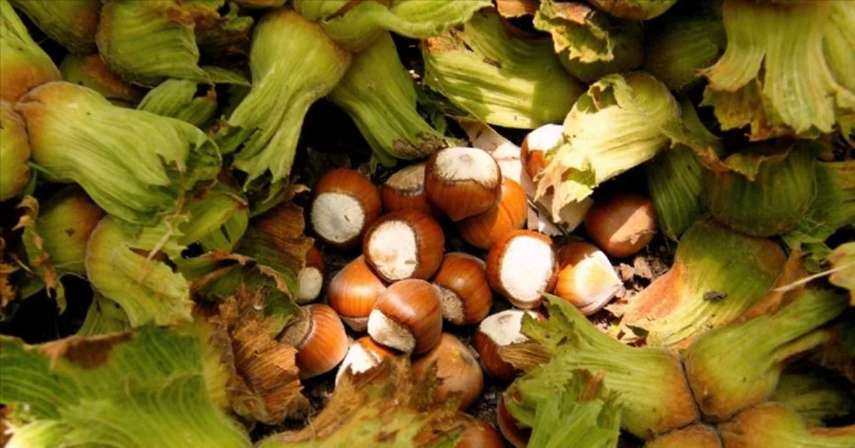 Zehir Zemberek Fındık Çıkışı: Yüzyılın Oyununu Bozun!