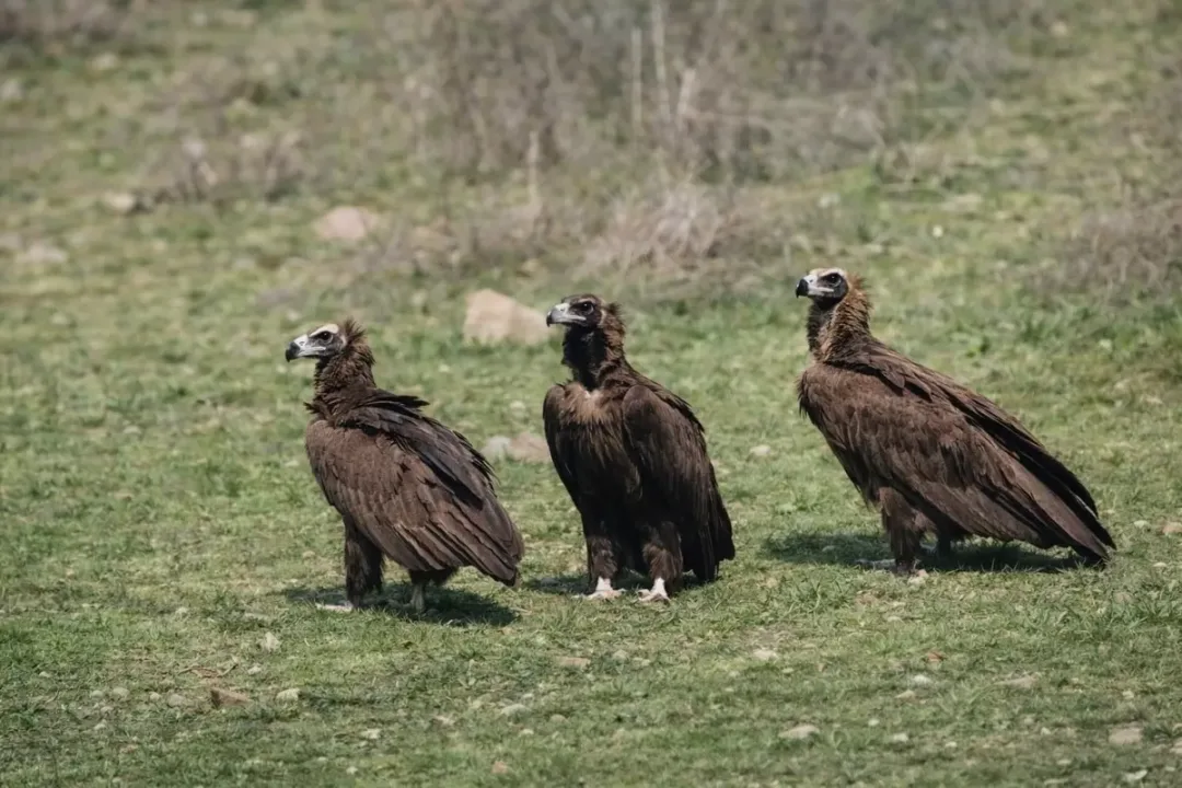 Dünyanın en nadir türlerinden biri Ankara’da görüntülendi!