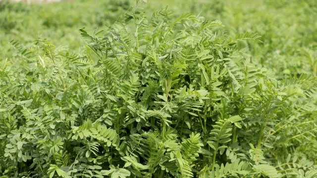 Yerli korunga “NKÜ Efsane” adıyla tescillendi