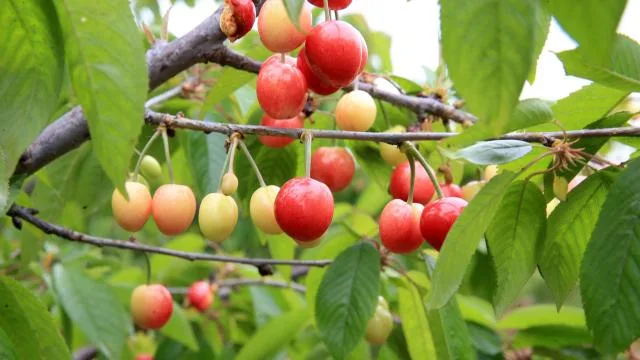 Manisa’da yılın ilk kiraz hasadı yapıldı