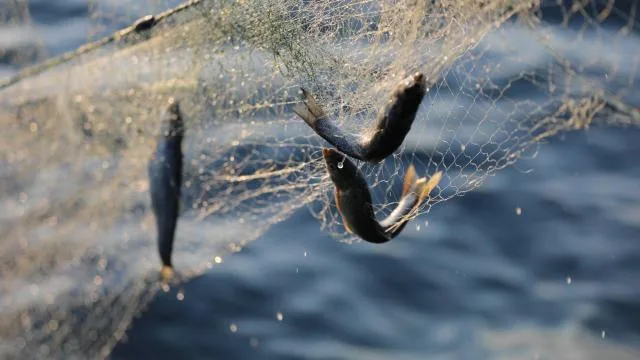 Van Gölü’nde İnci Kefali için ağlar son kez çekiliyor