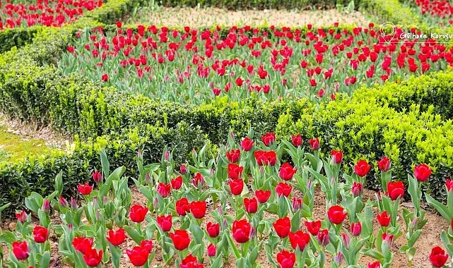 İstanbul’da Renk Cümbüşü: Lale Bayramı 11-12 Nisan’da Kutlanacak