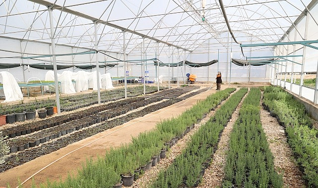 Büyükşehir’den Alanya’nın coğrafi işaretli keçiboynuzuna destek