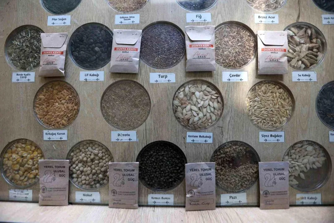 3 milyon yerel tohum dağıtıldı