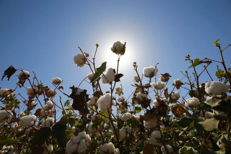 Pamukta genetik devrim: 1000 yıllık süreç laboratuvarda birkaç yıla indirildi