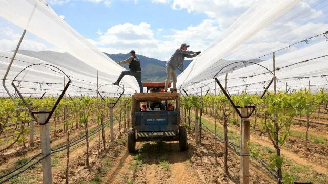 Üzüm bağları “dolu tülü” ile korumaya alındı