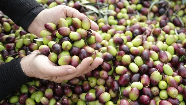 Zeytinyağı üretiminde Türkiye rüzgarı: Üretim yüzde 92 arttı