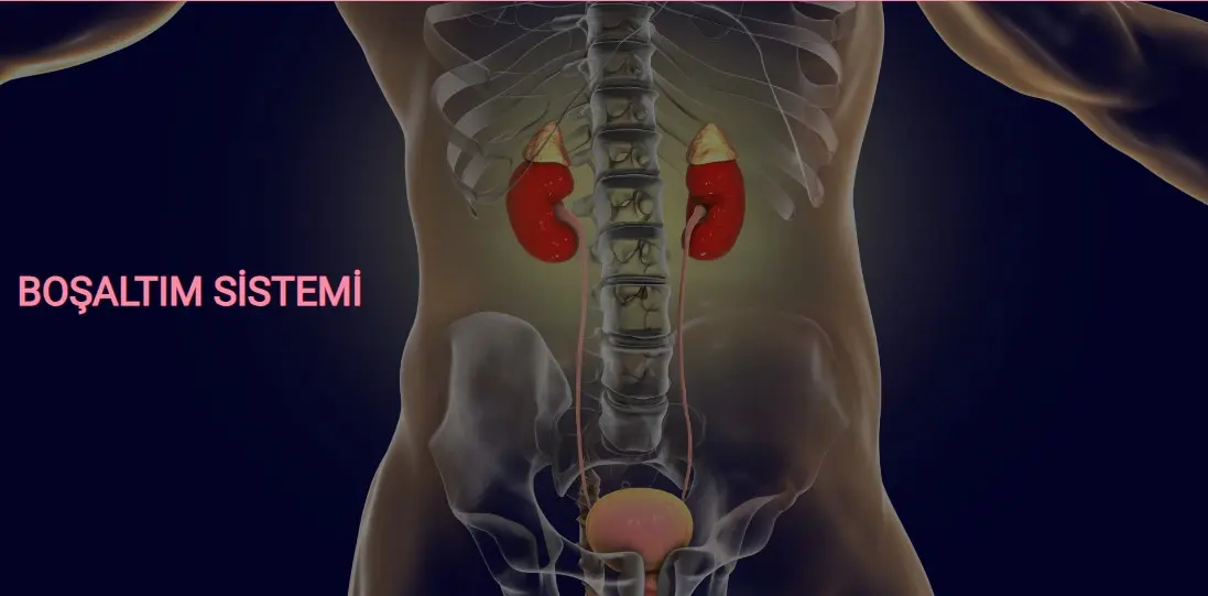Kandan İdrara: Boşaltım Sistemi Nasıl Çalışır