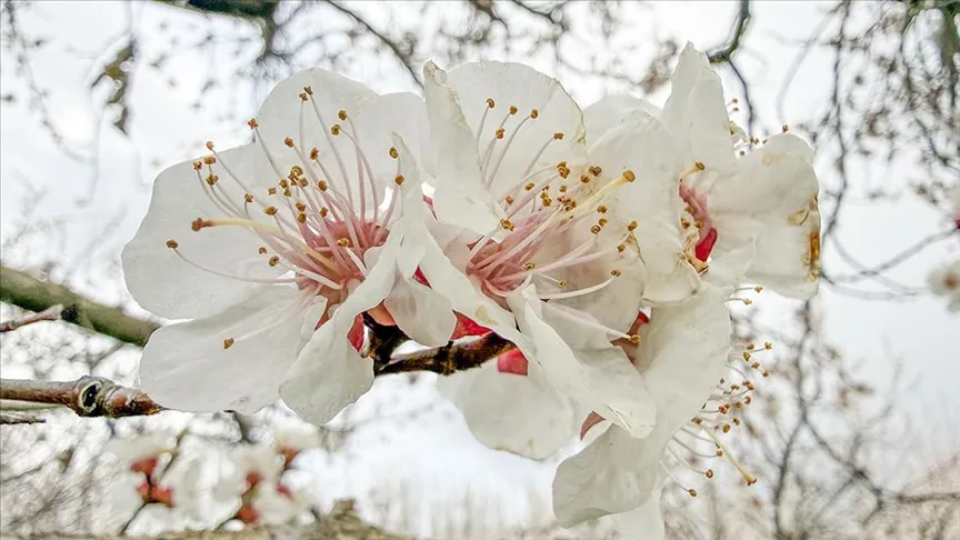 Iğdır’daki kayısı ağaçları çiçek açtı