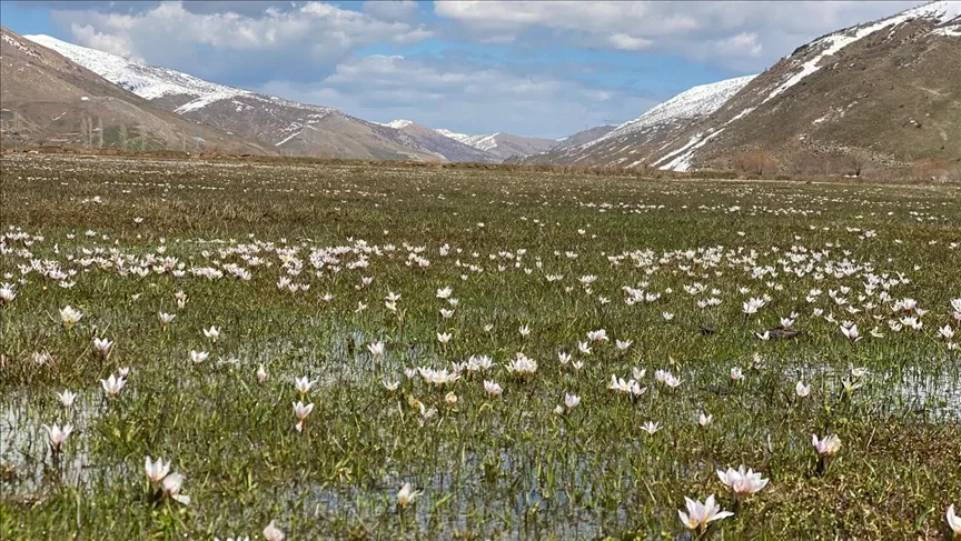 Bitlis’te “baharın habercisi” çiğdemler arazileri renklendirdi