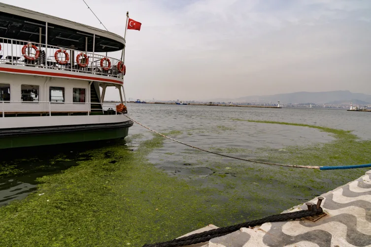 İzmir Körfezi’nde yosun tabakası oluştu
