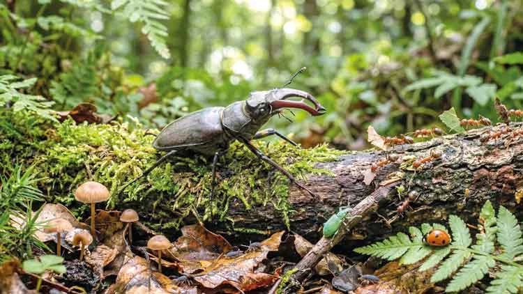 Yeşil vatana 1 milyonluk böcek ordusu
