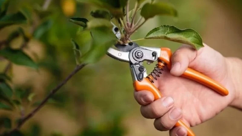 Makasları hazırlayın: Nisan ayında bu 5 bitkiyi budayan yaza bayram edecek